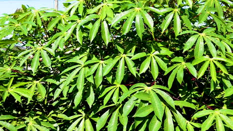 hojas verdes de yuca en la rama de un árbol en la plantación de agricultura de campo de yuca
