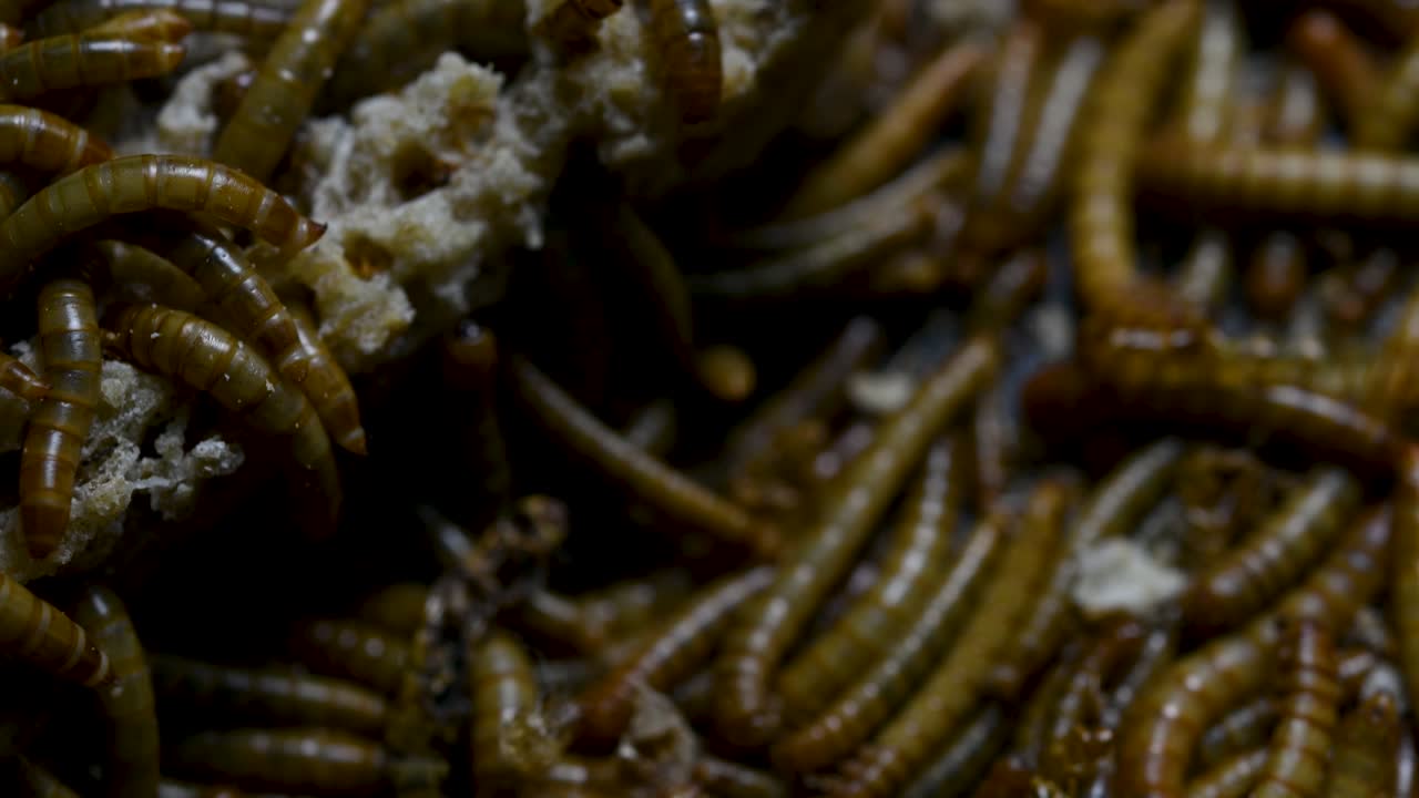 O Tenebrio é uma espécie de besouro Tenebrionidae usado para alimentar animais de estimação como peixes, cobras, pássaros e sapos.