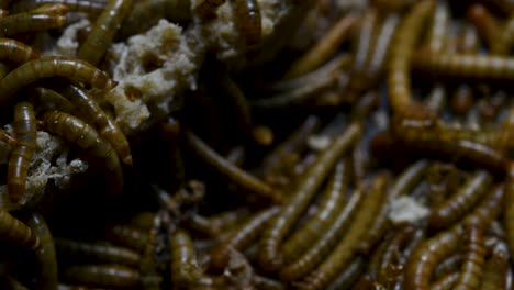 The-Mealworm-is-a-species-of-Darkling-Beetle-used-to-feed-pets-like-fish,-snakes,-birds,-and-frogs