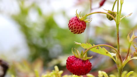 Berry of ripe strawberries close up. Nature of Norway