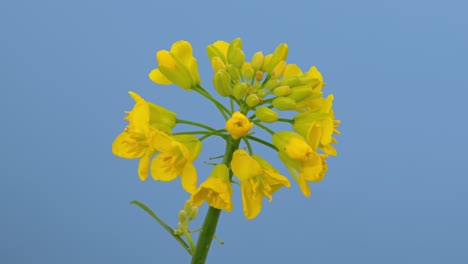 rapeseed blooming and wilting time lapse close-up, isolated on blue screen