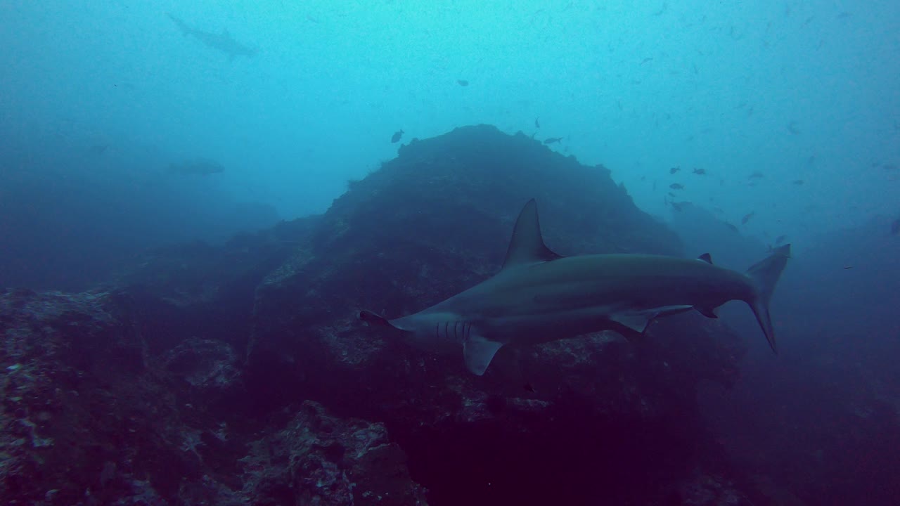 A hammerhead shark swims by in dark waters