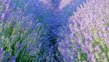 perspectiva personal de la vista de caminar en un campo con plantas de lavanda al amanecer.