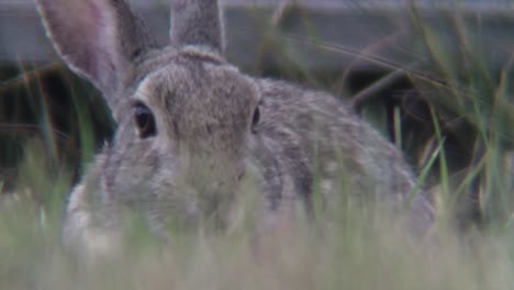 old grey bunny rabbit having lunch in the grass