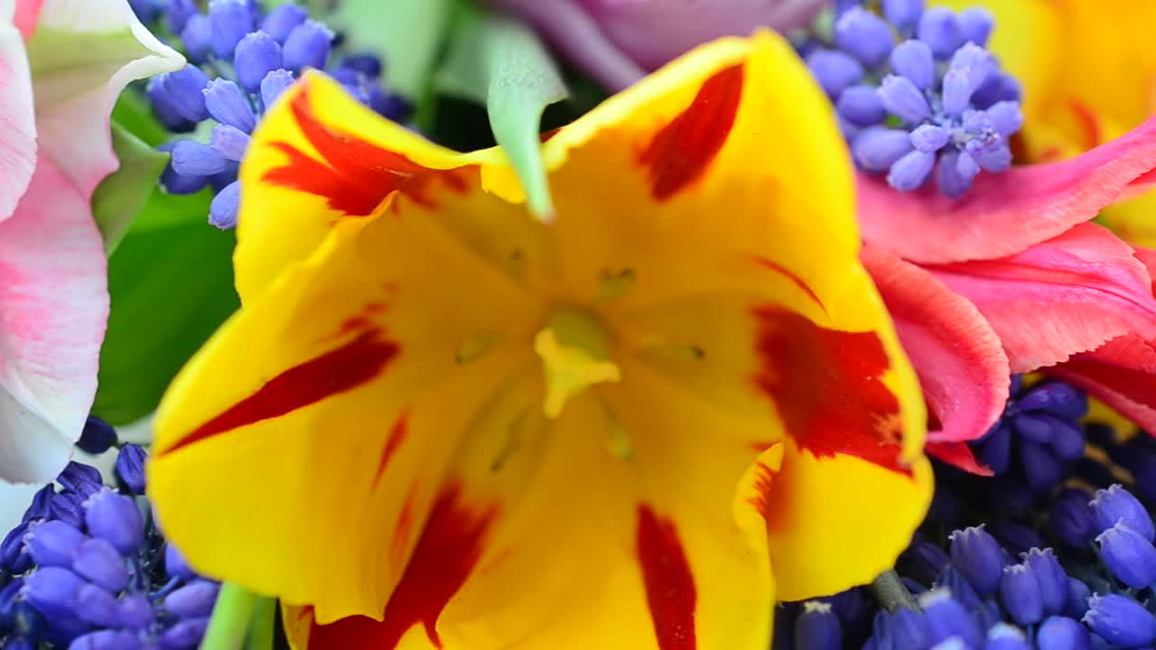 Lindas tulipas na primavera. Flores na primavera.