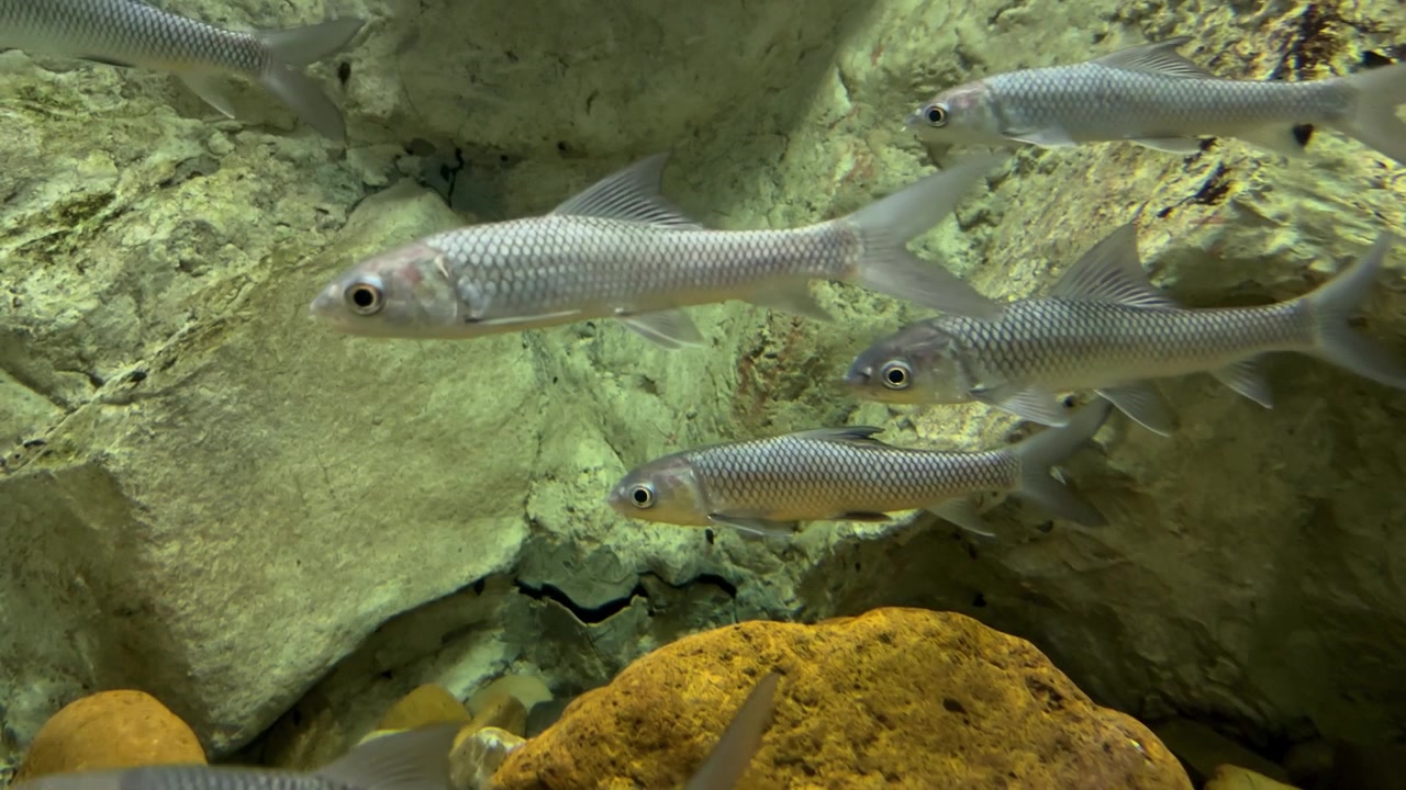 A high-quality shot of a small school of Smallscale Mud Carp (Cirrhinus microlepis) swimming actively inside an aquarium tank.