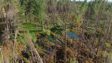 Aerial-view-over-pine-trees-damaged-by-cyclone