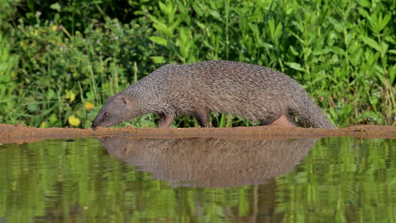 An Egyptian mongoose foraging for food on the edge of a pond, with its reflection visible in the water.