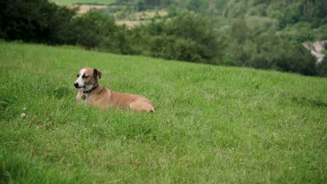 brown mixed breed dog lying in green grass field, looking around and squinting