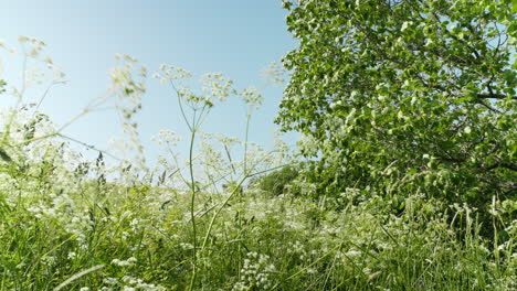 Perejil-De-Vaca-Meciéndose-En-El-Viento