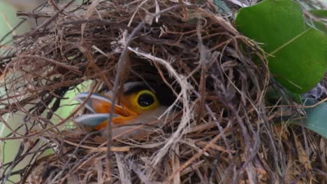 The-Silver-breasted-Broadbill-is-a-famous-bird-in-Thailand,-both-local-and-international