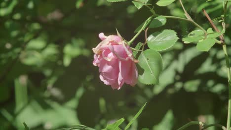 single pink rose head hanging heavily in the garden in late summer