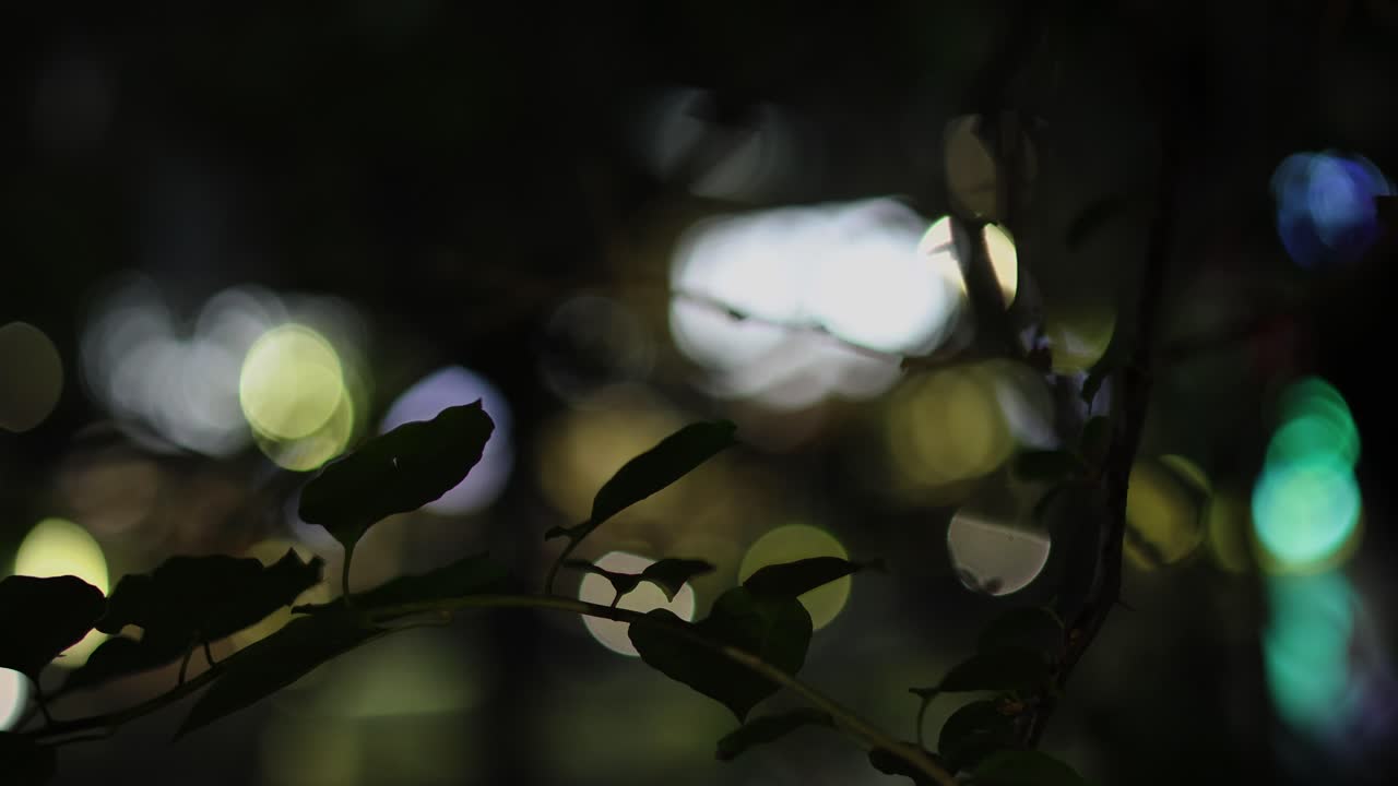 las luces bokeh brillan detrás de las hojas en silueta