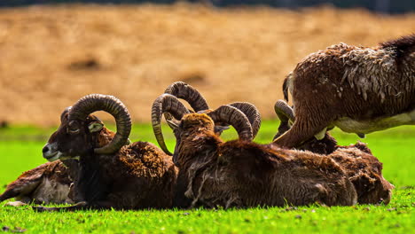 Manada-De-Muflones-Europeos-Pastando-Y-Tumbados-En-El-Campo