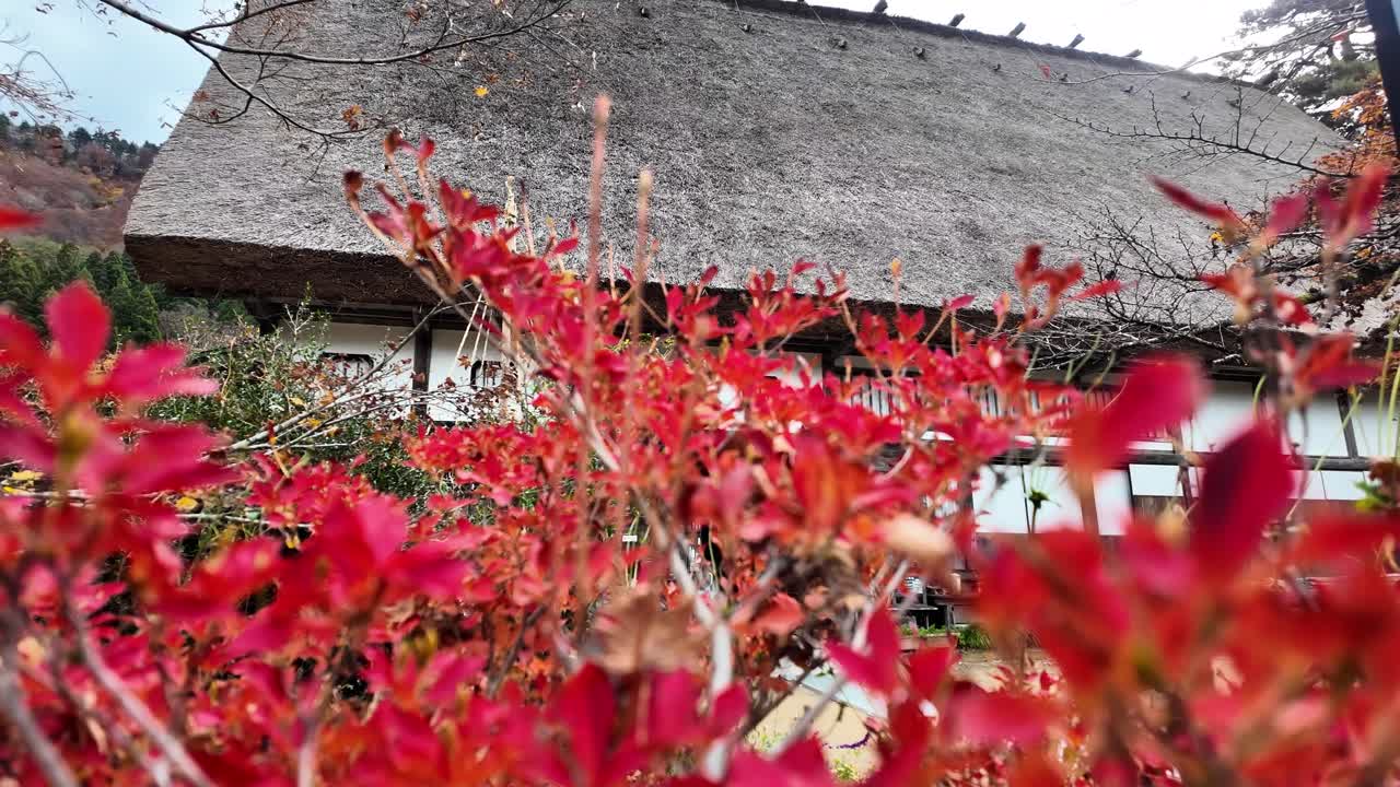 Red autumn leaves creating a natural frame around a traditional gassho style house with a thatched roof in Shirakawa go, Japan