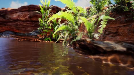 tropical golden pond with rocks and green plants