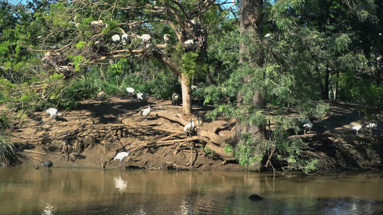 화창한 날 음식을 찾는 오리와 함께 호수를 둘러싼 자연의 섬 둥지에 있는 많은 흰 이비스 새 무리의 정적인 샷