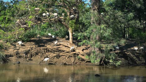 toma estática de un gran grupo de pájaros ibis blancos todos juntos en un nido de isla en la naturaleza que rodea un lago en un día soleado con un pato en busca de comida