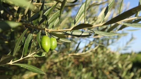 close-up of green olives on a tree branch