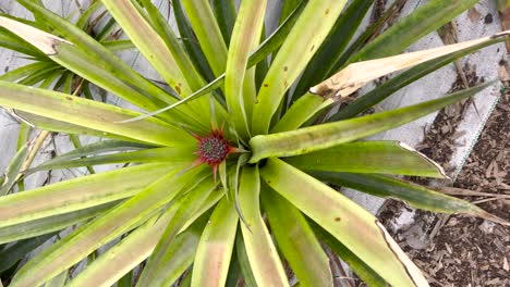 View-from-above-of-succulent-plant-with-red-flower-Daylight