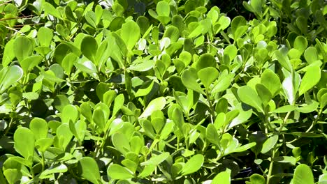 Beautiful-close-up-of-the-Clusia-fluminensis-ornamental-plant-on-a-garden-on-sunny-day