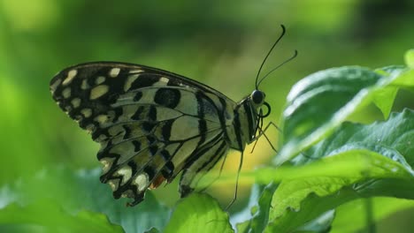 Video-Hd-De-Insectos,-Mariposa-Encaramada-En-Hojas-En-Los-Arbustos