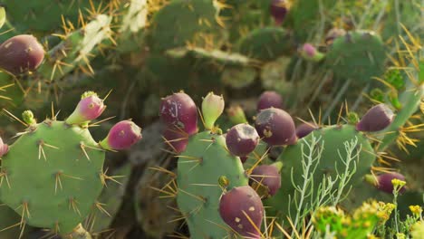 cactus of tenerife island growing fruits, close up view