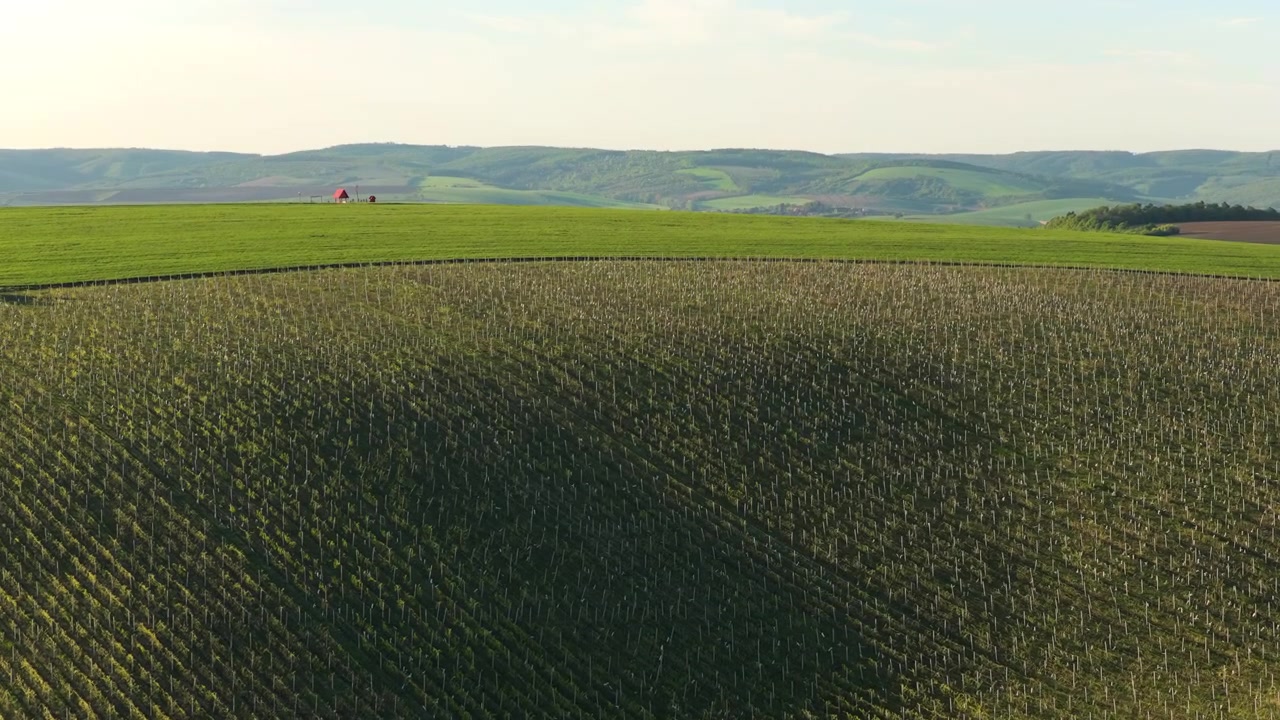 Aerial drone view of a large hillside vineyard with gentle shadow patterns across the rolling vines, distant red buildings and green hills on the horizon, Moravia, Czech Republic.