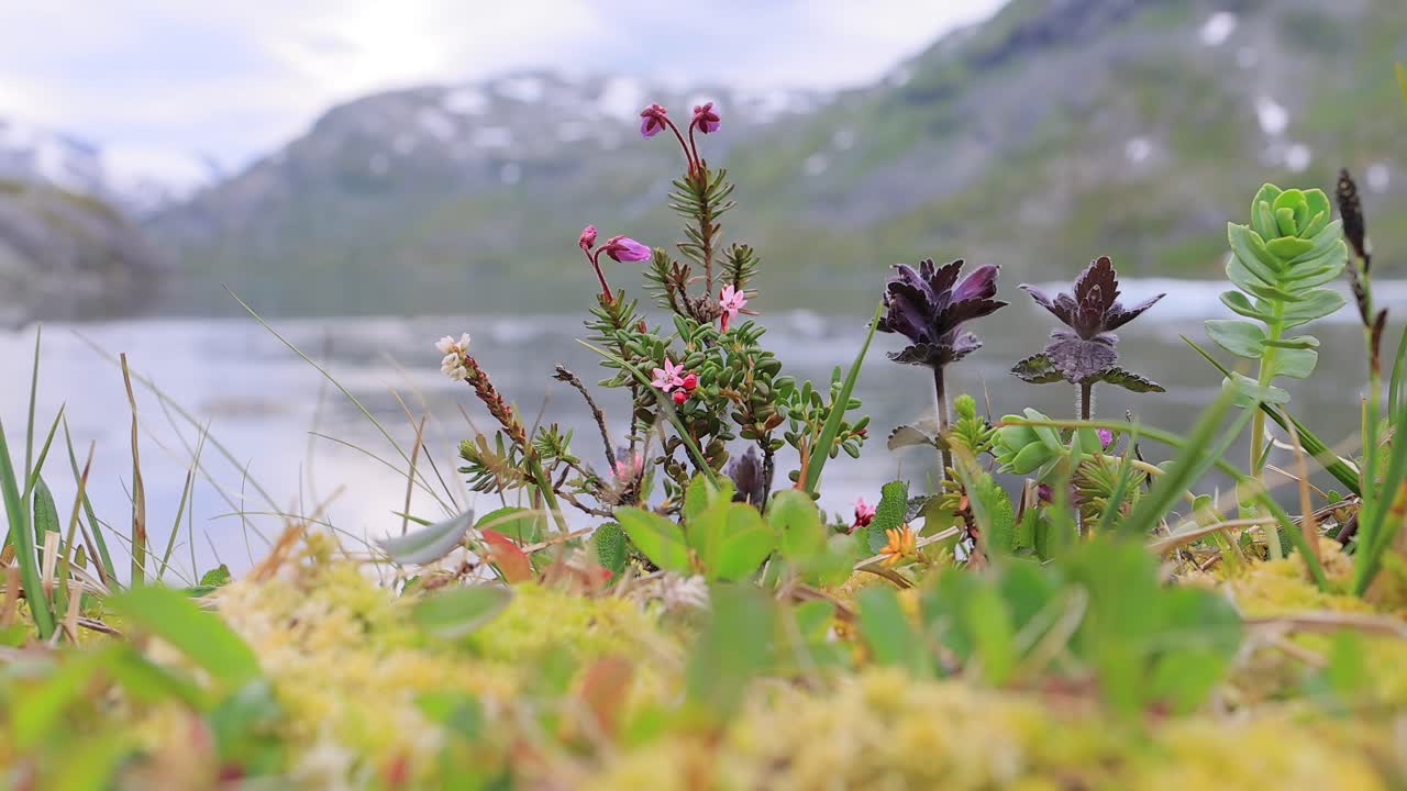 арктическая тундра. красивая природа норвежский природный ландшафт. тундровая растительность состоит из карликовых кустарников, седей, травы, мхов и лишайников.