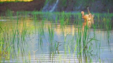 cámara lenta - campo de arroz inundado con pato desenfocado en el fondo