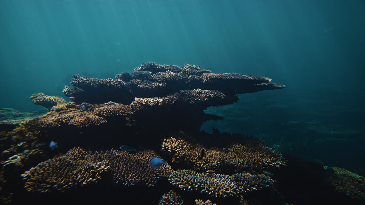 Plated shield corals grow up high providing a complex home for tropical reef fish