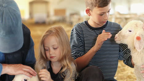 close-up view of caucasian small kids petting a lamb and a sheep with their parents in a stable