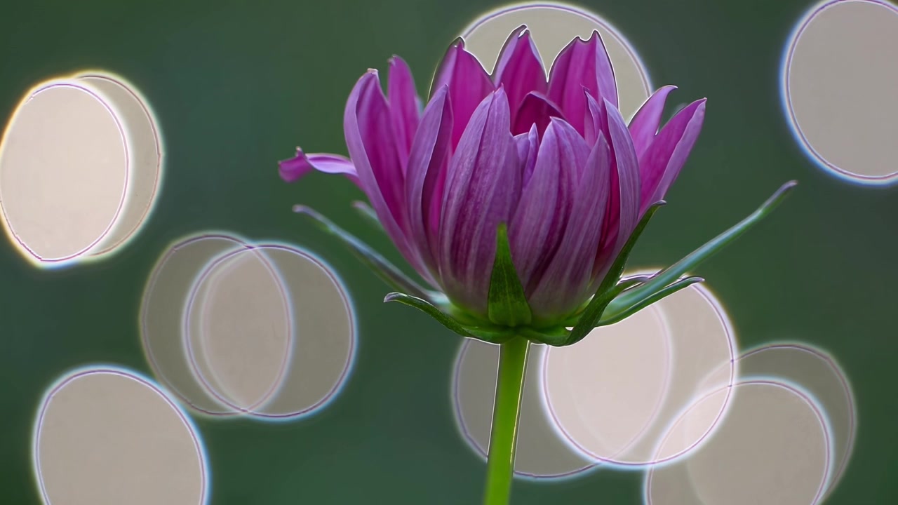 Lapso de Tempo de uma Flor Cosmos Roxa Florescendo