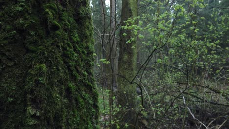 beautiful mystic forest with green moss and lovely sun rays with misty steam and rain.