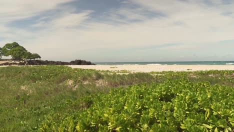 lush grass and brush in the foreground with large waves hitting the beach in the background