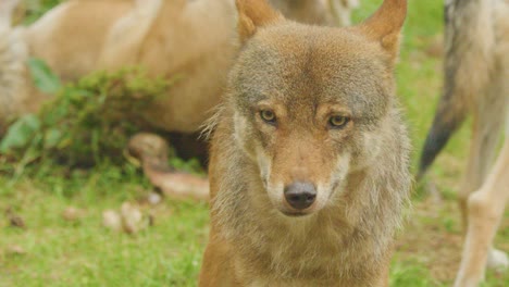 a european wolf stands alert in a grassy forest clearing, surrounded by resting pack members. natural daylight, steady camera, medium close-up shots