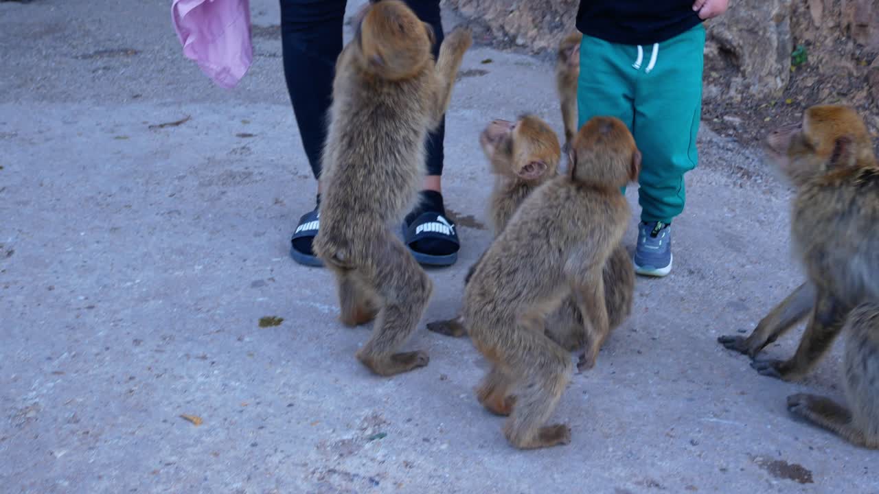 Group of young Barbary monkeys begging for food, Cap Carbon
