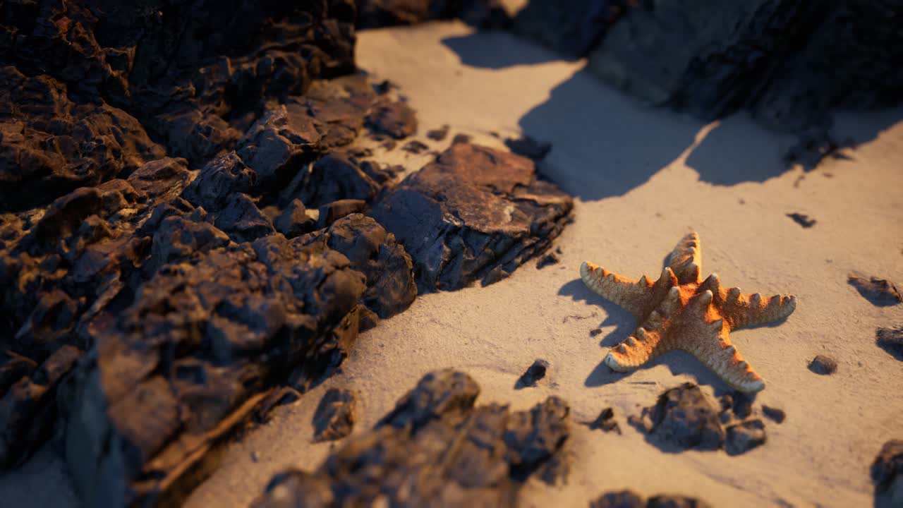 estrellas de mar en la playa de arena al atardecer