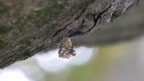 a lacewing larva covered in lichens to camouflage against its predators and prey