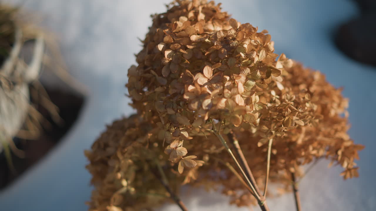 Escena de hortensias nevadas. Un entorno invernal que presenta hortensias marchitas en medio de un jardín congelado. Una escena gélida que muestra flores de hortensia secas sobre la nieve en un paisaje de jardín helado.