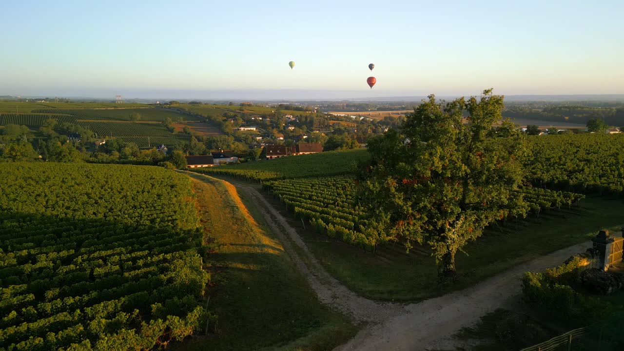 A birds eye view of French vineyards in the Loire village of Montsoreau, in the golden evening sun with balloons in the sky