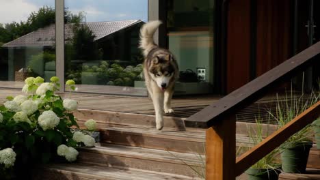 Pet-dog-walking-is-up-to-the-camera,-moving-across-outside-balcony-in-slow-motion