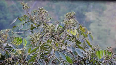 Small-grey-and-brown-bird-moving-around-on-top-of-a-tree,-in-a-tropical-rainforest