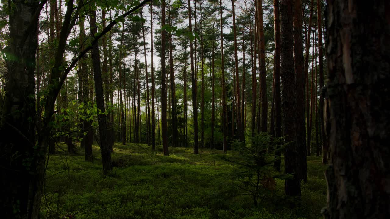 Rivelando una radura nel bosco con un albero in primo piano e il sole che filtra tra gli alberi