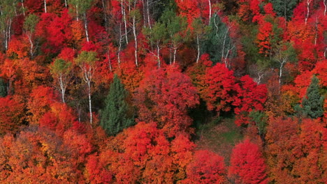 Cinematic-drone-aerial-stunning-fall-warm-colorful-colors-pop-red-orange-yellow-green-thick-Aspen-Tree-groove-forest-Grand-Targhee-Pass-Idaho-Grand-Tetons-National-Park-landscape-circle-left-motion