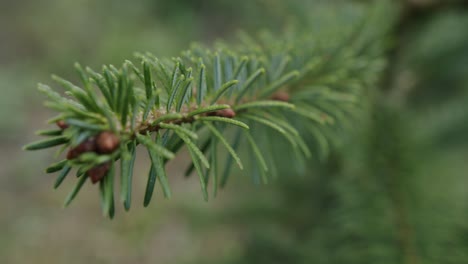 macro shot of some pine needles of a young tree during autumn