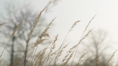 Trockenes-Gras-In-Der-Sonne,-Große-Aufnahme-In-Zeitlupe