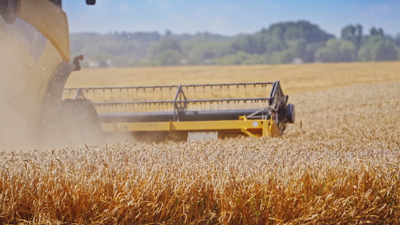 Combine harvester cutting wheat making dust. Agricultural equipment collecting ripe wheat on the field. Close-up.