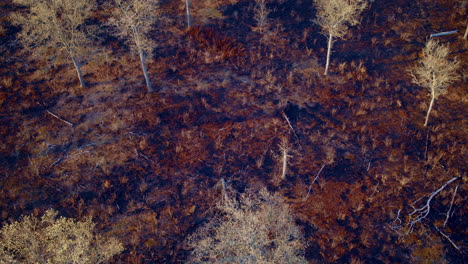 drone circling high over a burned-out forest zone.