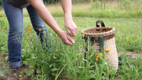 Orange-Calendula,-Die-An-Einem-Warmen,-Sonnigen-Tag-Von-Geschulten-Händen-Geerntet-Wird